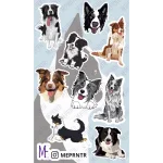 Plancha de Border collie